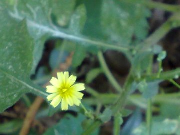 Asteracea nei boschi di Ariccia - Lapsana communis